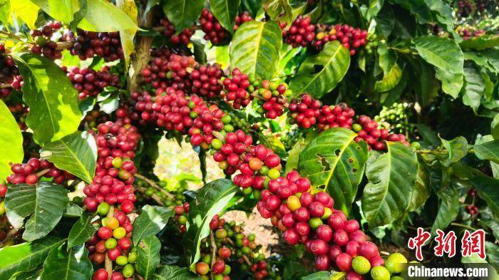 多米体育孟连咖啡精品率达56%居云南第一 为乡村振兴注入新动能(图1)