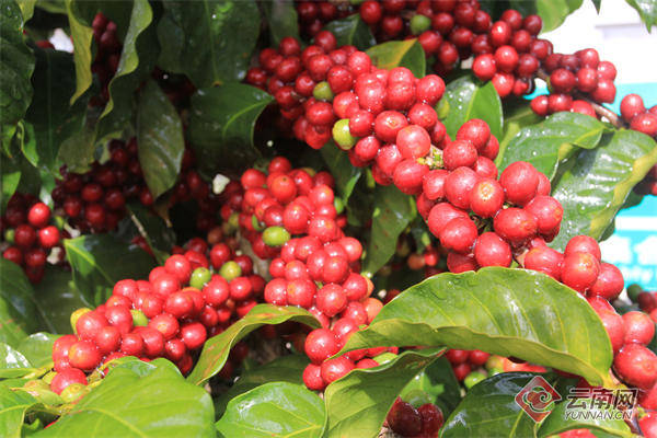 多米体育辉煌70年 奋进新孟连｜全力打造精品咖啡 咖啡产业提质增效(图4)